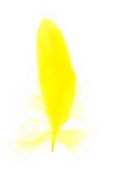 Plume jaune isolée sur fond blanc — Photo