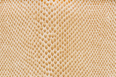 bej suni deri yılan doku arka plan