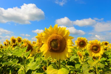 Ayçiçeği (Helianthus annuus)