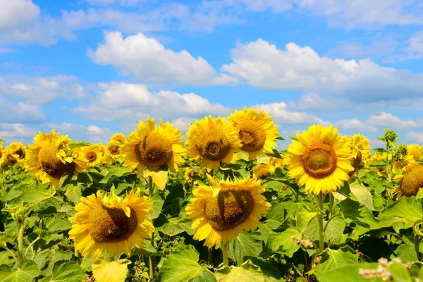 Sunflower (Helianthus annuus) — Stock Photo, Image