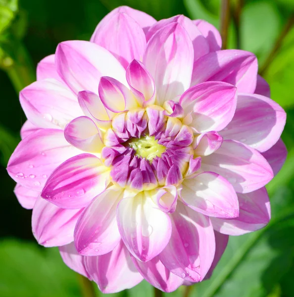 Pink chrysanthemum flower — Stock Photo, Image
