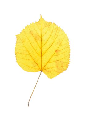 beyaz zemin üzerinde izole ıhlamur yaprakları