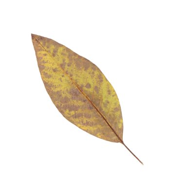 Beyaz arka plan üzerinde izole tropikal kuru yapraklar