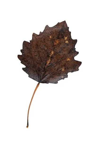 Autumn leaves of an aspen isolated — Stock Photo, Image