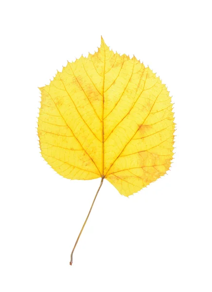 Linden leaves isolated on white background — Stock Photo, Image