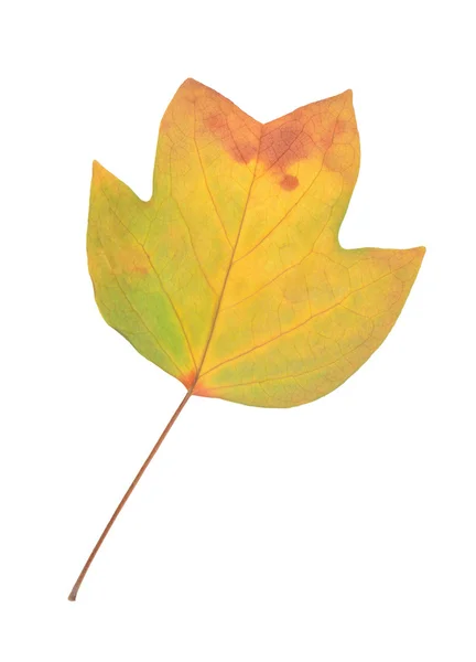 Autumn leaf of American tulip tree — Stock Photo, Image