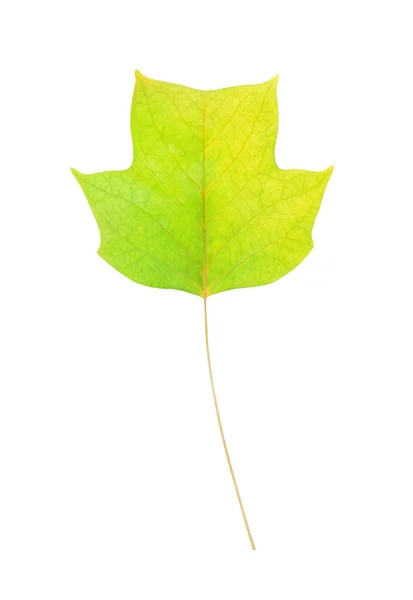 アメリカのチューリップ木の秋の葉 — ストック写真