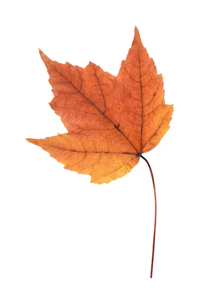 Güzel sonbahar akçaağaç yaprağı — Stok fotoğraf