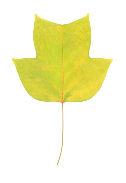 Herfstblad van Amerikaanse tulip tree — Stockfoto