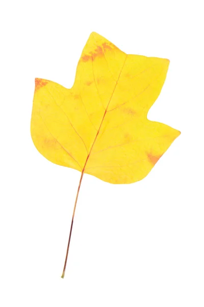 Autumn leaf of American tulip tree — Stock Photo, Image