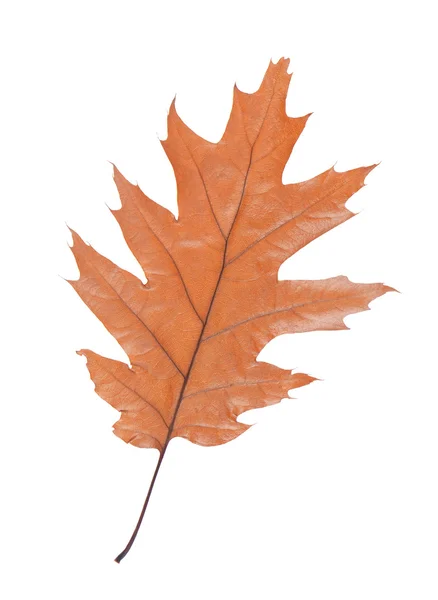 Oak leaf isolated on white background — Stock Photo, Image