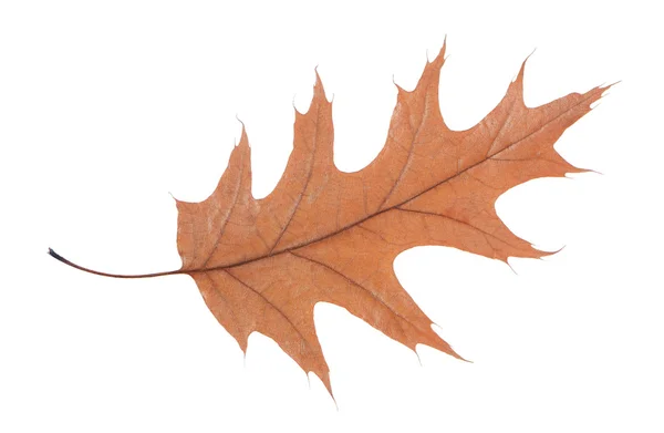 Hoja de roble aislada sobre fondo blanco — Foto de Stock