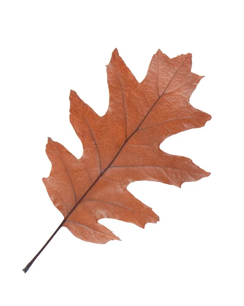 Oak leaf isolated on white background — Stock Photo, Image