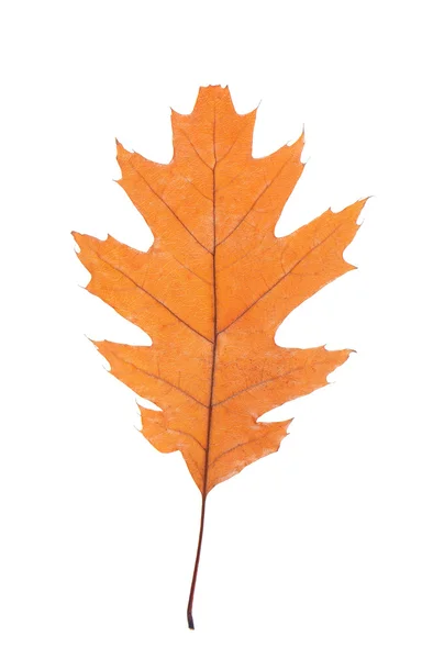 Hoja de roble aislada sobre fondo blanco — Foto de Stock