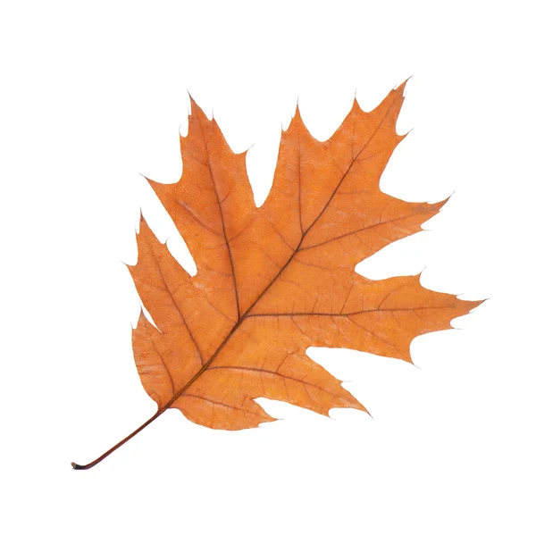 Oak leaf isolated on white background — Stock Photo, Image