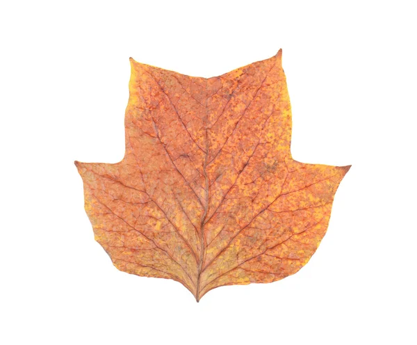 アメリカのチューリップ木の秋の葉 — ストック写真