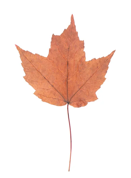 Hermosa hoja de arce de otoño aislado — Foto de Stock