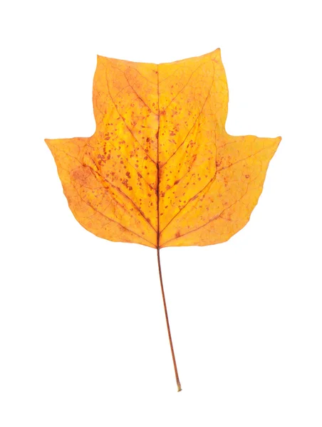 Autumn leaf of American tulip tree — Stock Photo, Image