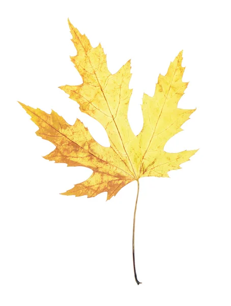 Beautiful autumn maple leaf — Stock Photo, Image