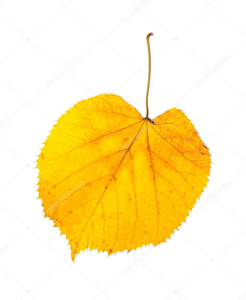Linden leaves isolated on white background