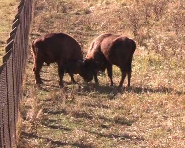 Young bison fighting — Stock Video