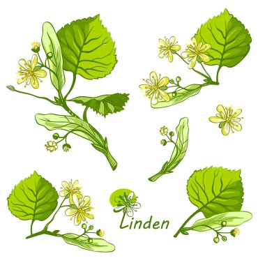 Ihlamur bitkisi illüstrasyonu. El çizimi botanik taslak tarzı. Vektör çizimi. Paketleme için iyidir - çay, yağ, kozmetik vs.. 