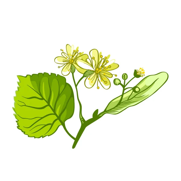 Linden Herbal Illustration Hand Drawn Botanical Sketch Style Vector Illustration — Stock Vector