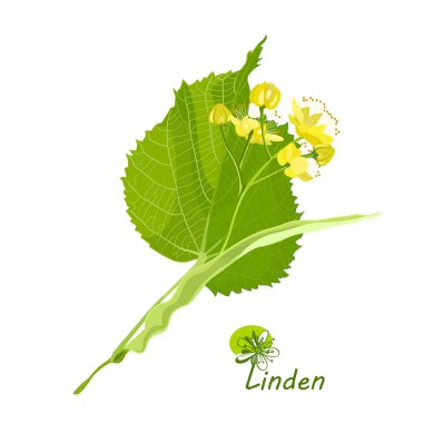 Yapraklı ıhlamur filizi ve çiçek açan güzel çiçeklerin doğal detaylı çizimi. Beyaz arka plana tıbbi bitki eli çizilmiş. Dekoratif tasarım öğesi. Botanik vektör çizimi. Paketleme için iyidir - çay, yağ, kozmetik vs.. 