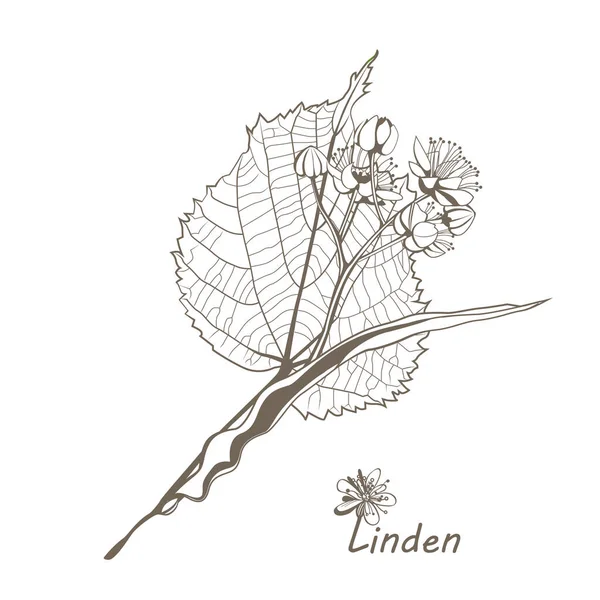 Ink Linden Herbal Illustration Hand Drawn Botanical Sketch Style Good — 스톡 사진