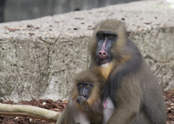 Mandril monkey — Stock Photo, Image