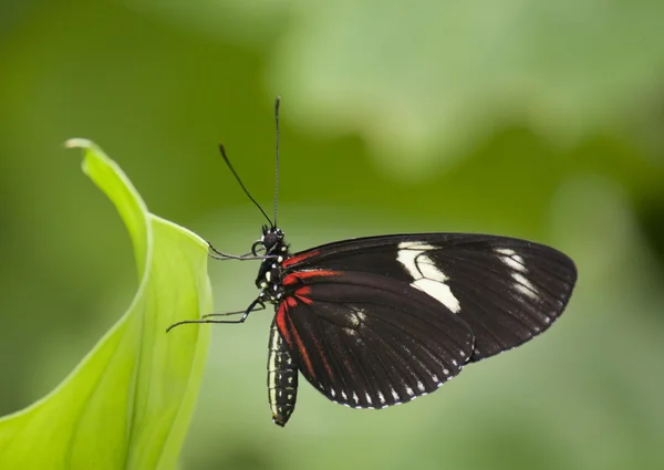 Motyl na liściu — Zdjęcie stockowe