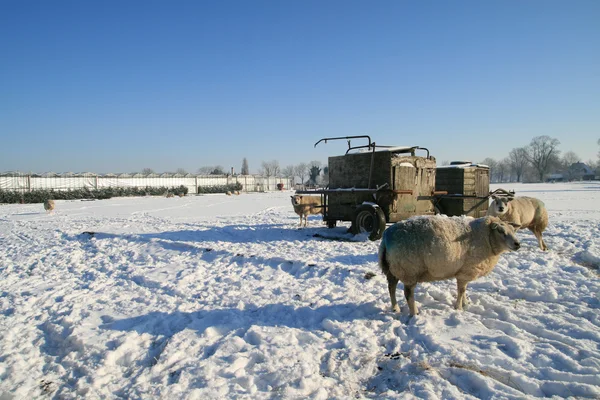 Belanda lanskap musim dingin dengan domba — Stok Foto