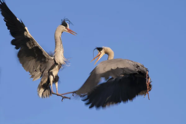 Great Blue Herons Courtship — Stock Photo, Image