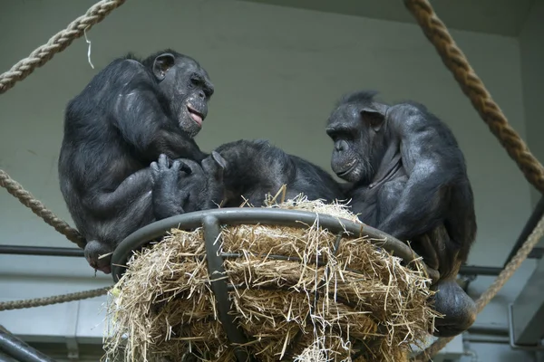 Chimpancés — Foto de Stock