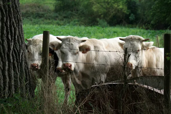 Vacas — Fotografia de Stock