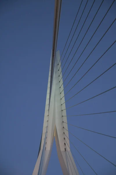 Erasmus bridge rotterdam — Stock Photo, Image