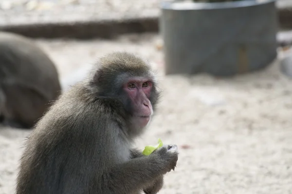 猿を食べる — ストック写真
