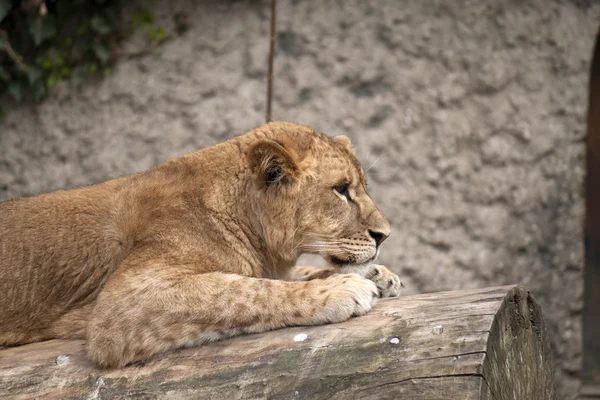 Yong Lion. —  Fotos de Stock