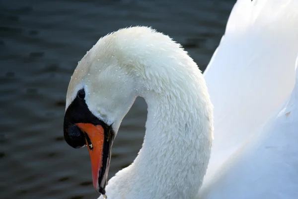 Elegant Swan — Stockfoto