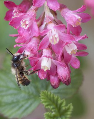 arı toplama nektarı