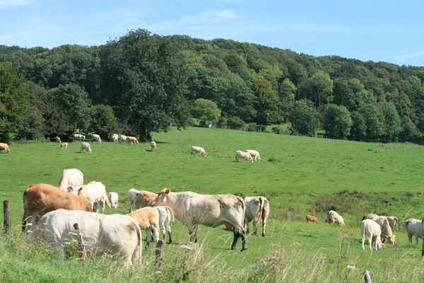 Vacas pastando — Foto de Stock