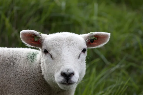 年轻的羔羊的肖像 — 图库照片