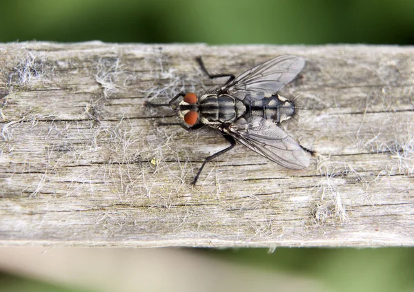 Resmi bir sinek — Stok fotoğraf