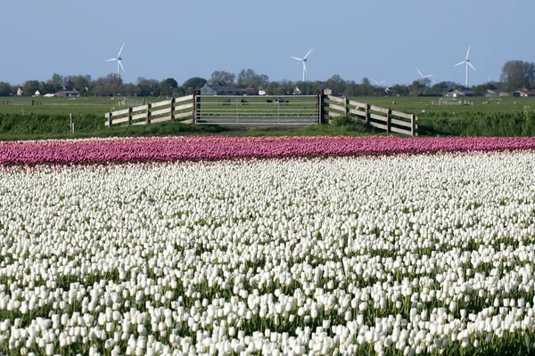 Vista sobre tulipanes y valla — Foto de Stock
