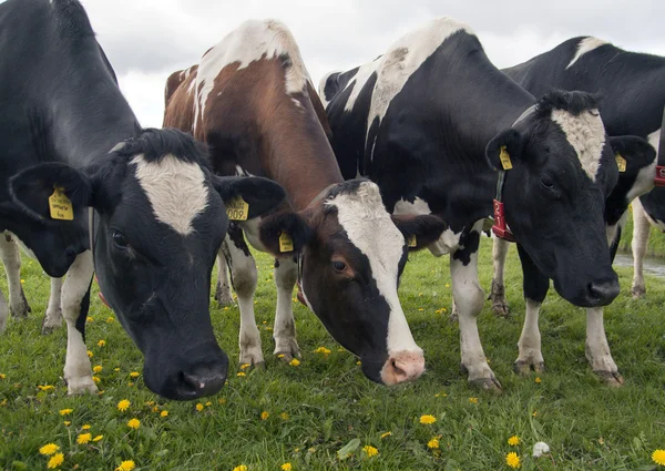 Vacas pretas marrons e pretas — Fotografia de Stock