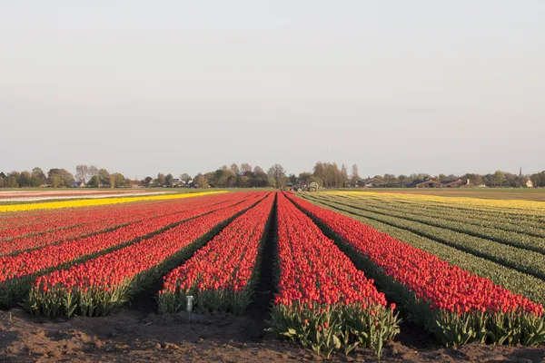 Campo de tulipán naranja — Foto de Stock