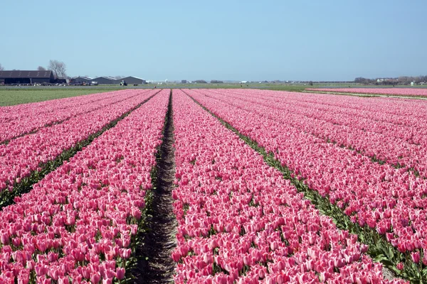 Pink tulips to the sky — Stock Photo, Image
