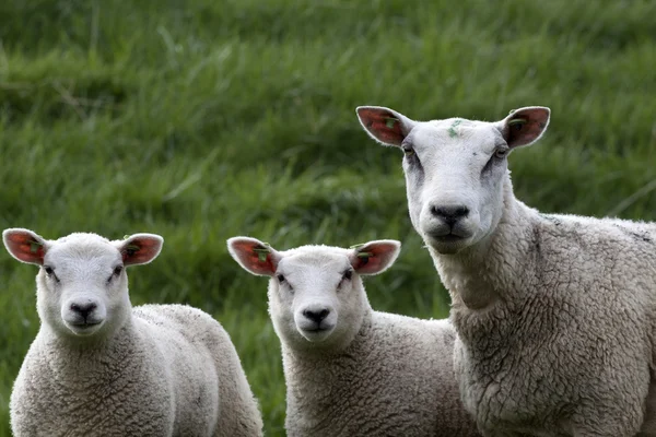 Zwei Lämmer und ihre Mutter — Stockfoto