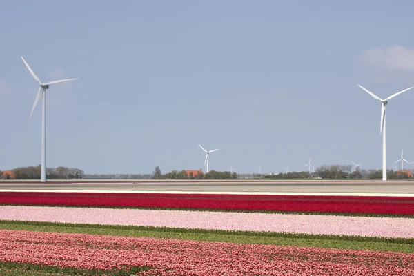 Colorful tulip field with windmills — Stock Photo, Image