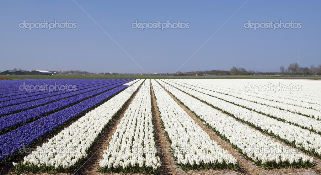 White and purple hyacinth field